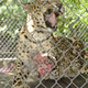 Photo: Big Cat Rescue